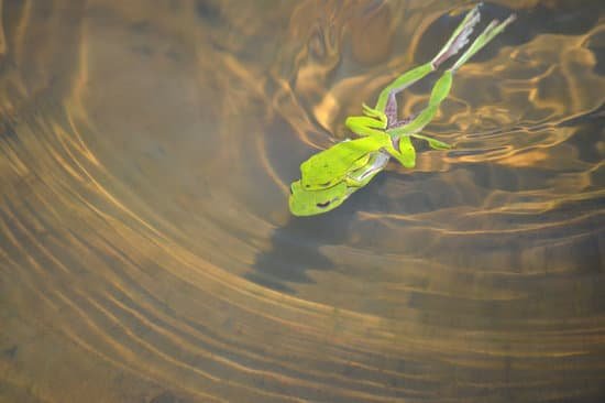 canva frog MADA3dvnIns