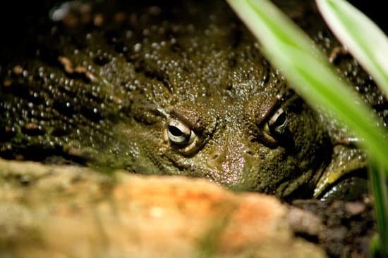 canva frog MADAUTvhV60