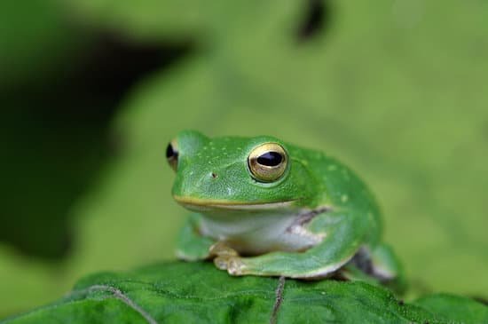 canva frog MADBRl66m9E