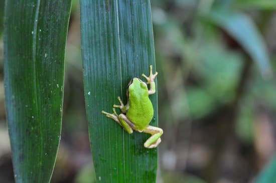 canva frog MADBUIWyAEc