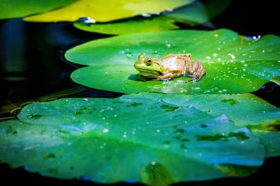 canva frog MADBfsOXpDE