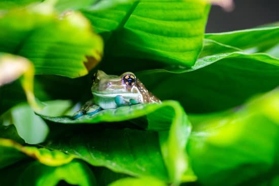 canva frog MADBgfhJTB4