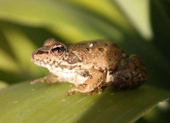 canva frog MADCAtBKBsE