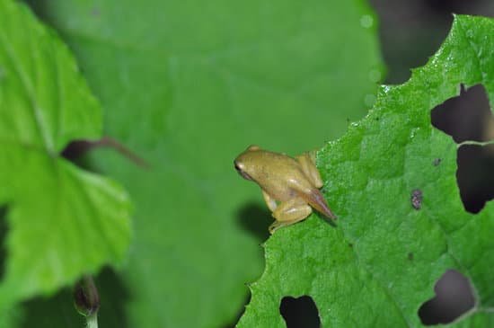 canva frog MADCFdH7LbE
