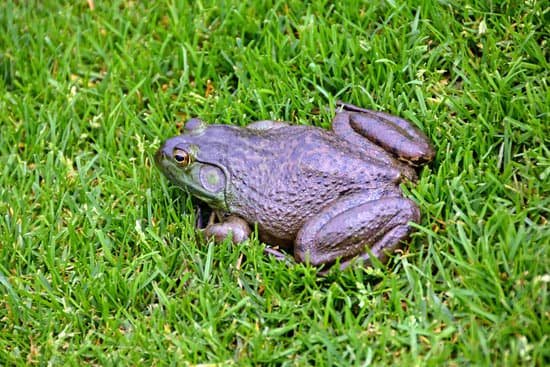 canva frog MADE9XRG5qE