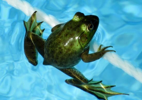 canva frog MADE Fp7GQs