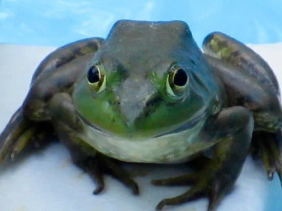canva frog MADE G2u6Gk