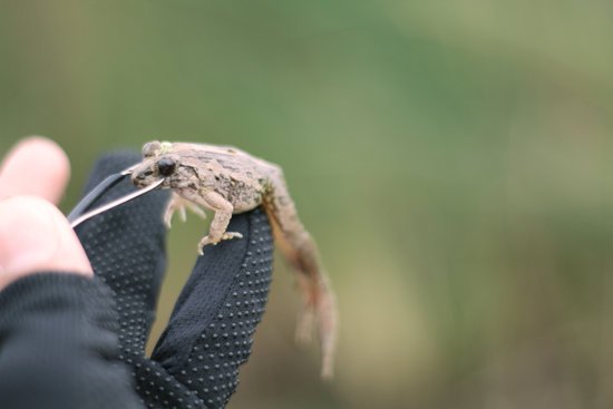 canva frog MADFSbreRtU