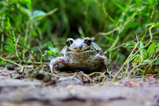 canva frog MADOvZvY8z8
