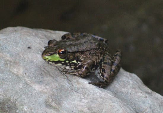 canva frog