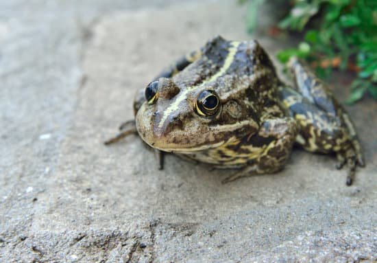 canva frog MAEE6G9 LWc