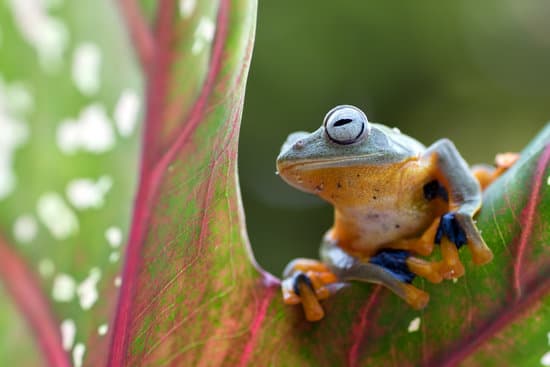 canva frog on a leaf MAETXoXa Do
