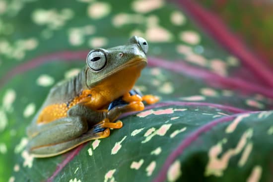 canva frog on a leaf MAETXvBXAjI