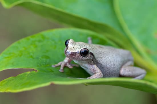 canva frog on a leaf MAEmBaYA4M0