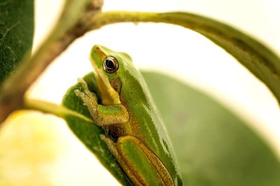 canva frog on leaf MAEGnGQbhkY