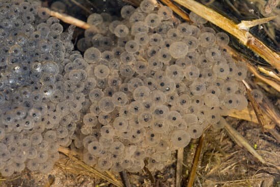 canva frog rana esculenta spawn of frogs MAEErAn7Ifw