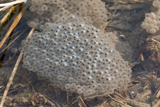 canva frog rana esculenta spawn of frogs MAEErJOHBjQ