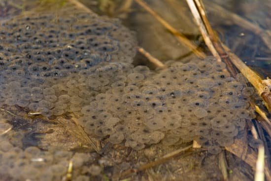 canva frog rana esculenta spawn of frogs MAEJbBzV7so