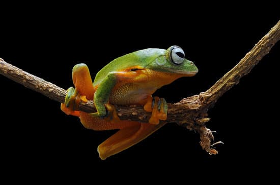 canva frog tree frog dumpy frog flying frog MAEXMACSz0g