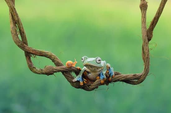 canva frog tree frog dumpy frog flying frog MAEXMAzUsPE