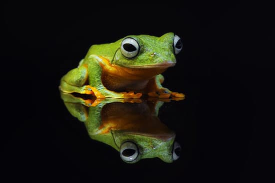 canva frog tree frog dumpy frog flying frog MAEXMBLpAcw