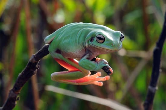 canva frog tree frog dumpy frog flying frog