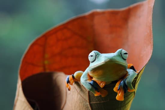 canva frog tree frog dumpy frog flying frog MAEXMF0 Wks