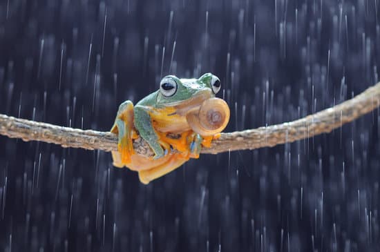 canva frog tree frog dumpy frog flying frog MAEXMF0mBPU