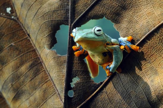 canva frog tree frog dumpy frog flying frog MAEXMFYlh I