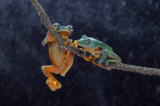 canva frog tree frog dumpy frog flying frog MAEXMFcifdo