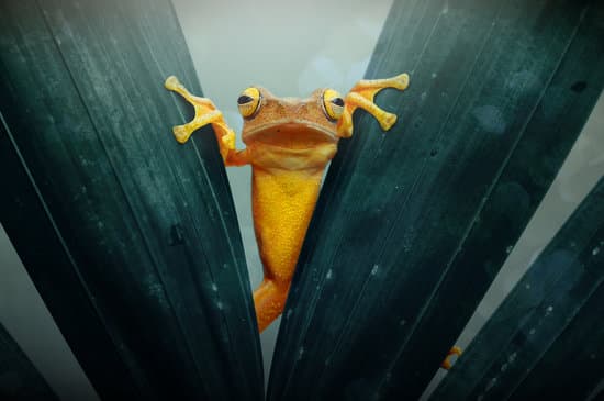 canva frog tree frog dumpy frog flying frog MAEXMFnz3mE