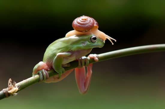 canva frog tree frog dumpy frog flying frog MAEXMJgUPqg