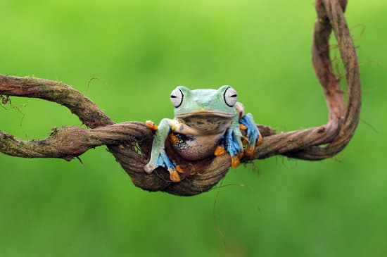 canva frog tree frog dumpy frog flying frog MAEXMK1KgVE