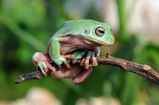 canva frog tree frog dumpy frog flying frog MAEXMMi3H3w