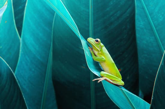 canva frog tree frog dumpy frog flying frog MAEXMObD5pM