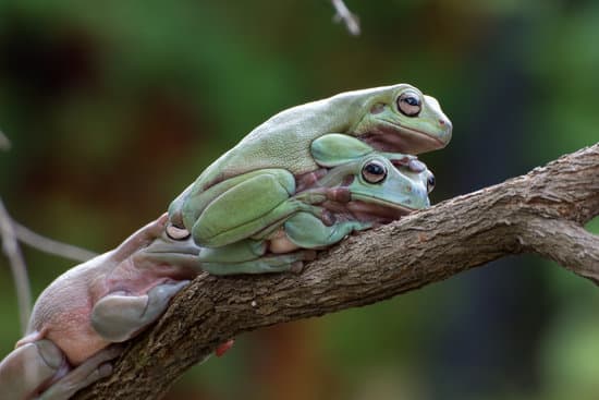 canva frogs on a branch MAEmBWQqy3s