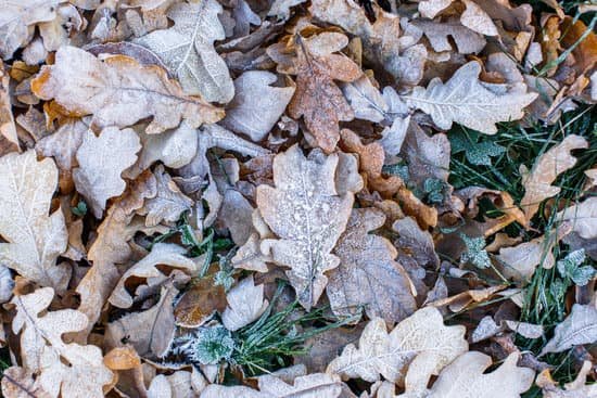 canva frozen dried oak leaves