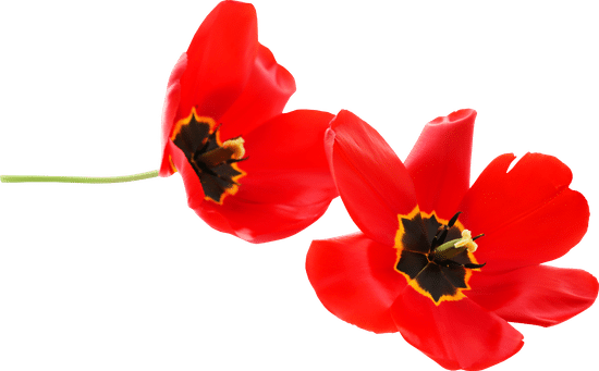 canva fully bloomed tulips MAELGpdRW3k