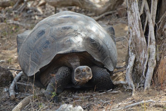 canva galapagos turtles MADIQ1THE2s