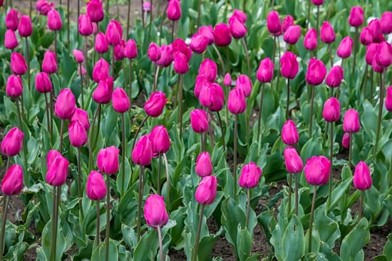 canva garden of tulip flowers MAERRg9D7XU