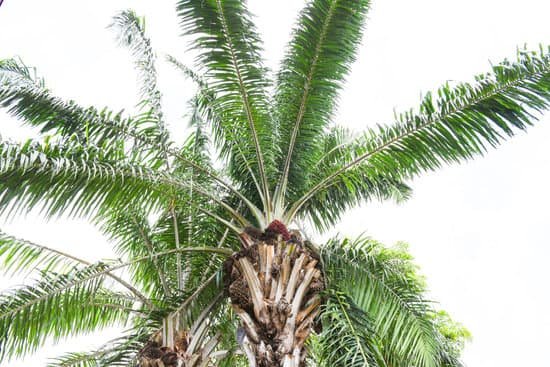 canva garden palm tree MAEGjbAXFhk