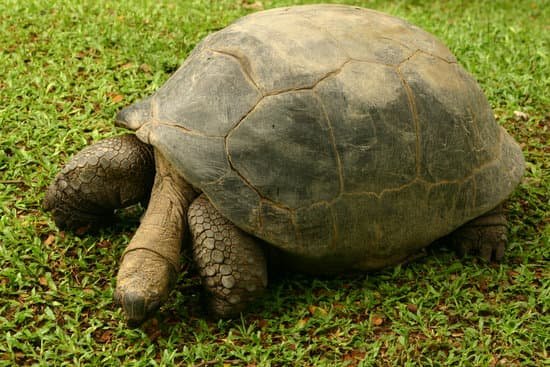 canva giant turtle MAC8Z ec78
