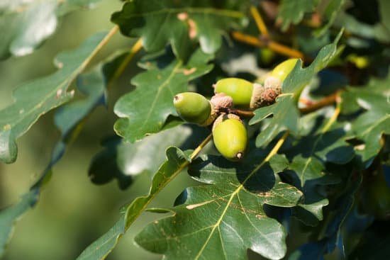 canva gree oak acorn MAC9Nf9zQ5Y