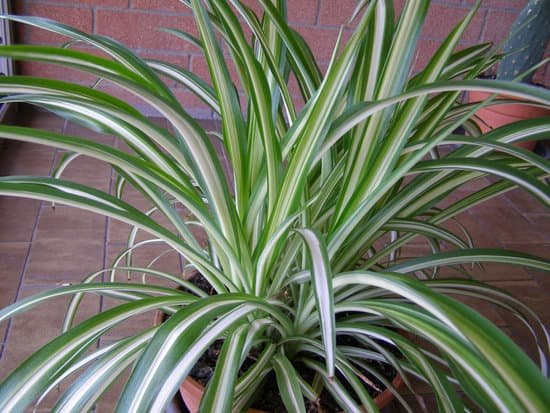 canva green chlorophytum comosum spider plant MADC2QTyyj0