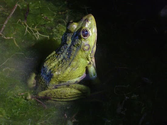 canva green frog edible frog in water MADBuITNBCk