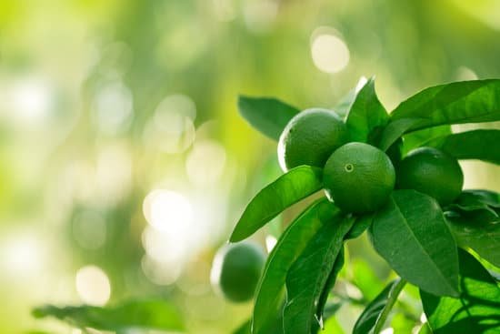 canva green lemon tree MAED9CNm1ts