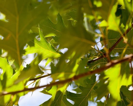 canva green oak foliage MADC2bUt8Mo