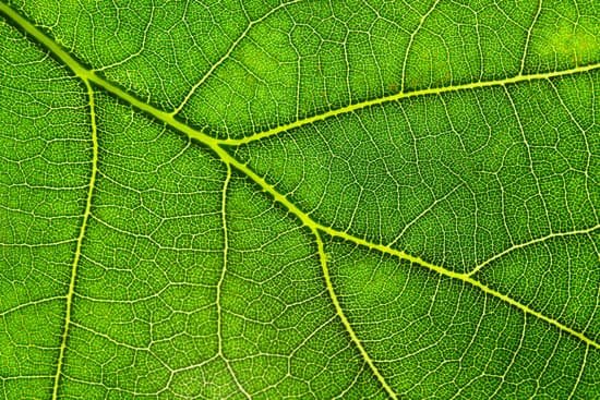 canva green oak leaf closeup view MAEF qdMgPs