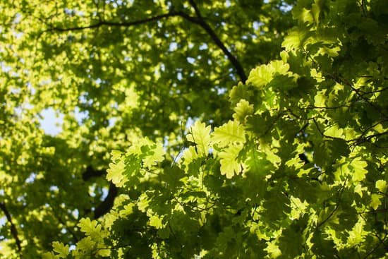 canva green oak leaves MACyrym NTg