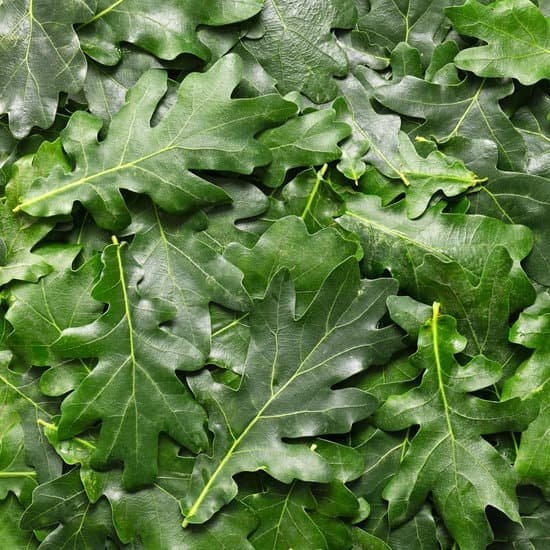 canva green oak leaves as background MAEF